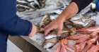 Du poisson pour tous : l’Algérie crée une société publique pour réorganiser le marché