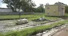 Alerte : plusieurs bêtes électrocutées par une haute tension à Ziguinchor près du stade Aline Sitoé
