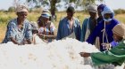 Le Sénégal sur le point de dépasser le Bénin dans la production de coton