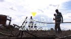 Ouganda : des villageois tuent des cigognes migratrices pour survivre