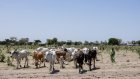 Tchad: éleveurs, agriculteurs... le Code pastoral divise toujours de larges pans de la société