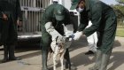 Le Maroc accusé d'abattage massif de chiens errants à l'approche de la CAN 2025