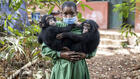 Sierra Leone: un sanctuaire de chimpanzés ferme ses portes pour alerter sur la déforestation