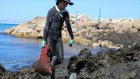 Pourquoi certaines plages algériennes sont-elles envahies d'algues ?
