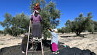 Tunisie: les recettes d’exportation d’huile d’olive augmentent de 45%