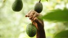 L'avocat kényan en mauvaise posture face à la vague péruvienne