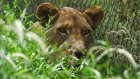 RDC: les deux lionnes échappées d'une ferme des environs de Lubumbashi ont été retrouvées