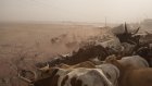 Au Sahel, la politique régionale face à la persistance de la crise alimentaire