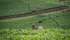 Rwanda: une forte croissance, mais des inégalités persistantes, selon un rapporteur de l’ONU