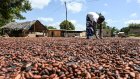 Côte d’Ivoire: plus de la moitié des fèves de cacao ne sont pas traçables