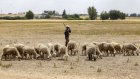 Le Maroc célèbre un Aïd el-kebir sans sacrifice du mouton après l’appel du roi Mohammed VI