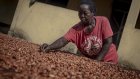 Ghana: une hausse du prix du cacao pour les producteurs en trompe-l'œil