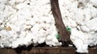 Les producteurs africains de coton subissent les cours mondiaux et le changement climatique