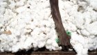Le coton invendu s'accumule et impacte tout les maillons de la chaîne