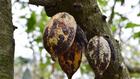 En Côte d’Ivoire, des chercheurs testent une bio-solution contre le Swollen Shoot, la maladie du cacao