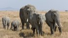 Migration massive d'éléphants à cause du manque d'eau au Zimbabwe
