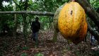 Le groupe français Touton, acteur historique du négoce de cacao, prépare sa succession