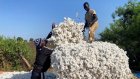 Après le Bangladesh, le coton africain regarde vers le marché indien
