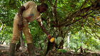 Côte d’Ivoire: les producteurs de cacao appellent à une «grève illimitée» pour réclamer un meilleur prix