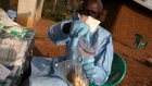 L'anthrax a fait 17 morts en novembre en Ouganda