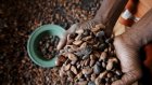 Pénurie de cacao en Afrique : les usines de transformation à l'arrêt, les prix du chocolat flambent