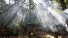 COP30 : lueur d'espoir pour les forêts du globe, malgré des ravages réguliers