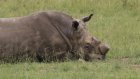 Afrique du Sud: l'écornage des rhinocéros contribue à réduire fortement le braconnage, selon une étude