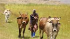 Alimentation: l'auto-suffisance laitière, un enjeu stratégique majeur mais sous-exploité en Afrique