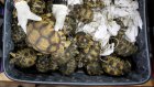 Madagascar: un député condamné à dix ans de prison pour trafic d’une espèce protégée de tortues
