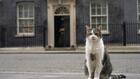 Larry le chat fête ses 15 ans à Downing Street: ce qu'il faut savoir sur le félin le plus célèbre de Grande-Bretagne