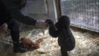 Imbroglio entre la Turquie et le Nigeria autour du sort du bébé gorille Zeytin