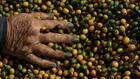Coup de frein sur les prix du café robusta et arabica