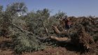 Cisjordanie: des centaines d'oliviers déracinés après une grave fusillade contre des colons israéliens
