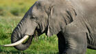 Kenya: un potentiel empoisonnement à l'origine de la mort de 15 éléphants