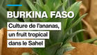 Burkina Faso : culture de l'ananas, un fruit tropical dans le Sahel