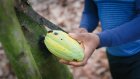 En Côte d'Ivoire, l'ancienne boucle du cacao se tourne vers l'anacarde