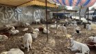 Au Sénégal, avant la fête de la Tabaski, chacun cherche son mouton