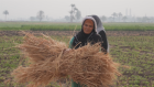 Égypte, les petites mains du secteur agricole