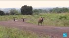 Kenya : des attaques de hyènes de plus en plus fréquentes inquiètent