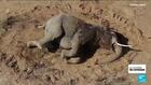 Kenya : un mal mystérieux décime les éléphants
