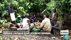Côte d'Ivoire : la filière cacao dans une situation critique avec la chute des ventes