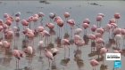 Afrique du sud : les flamants nains menacés par la pollution