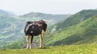 Comment l’Algérie veut accroître sa production de lait en poudre avec l’expertise qatarienne