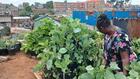Kenya: se nourrir grâce à l'agriculture urbaine dans les bidonvilles de Nairobi