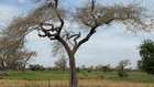 Sénégal: la disparition de l'arbre «Faidherbia albida», un risque pour les cultures