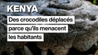 Kenya : des crocodiles deplacés parce qu'ils menacent les habitants