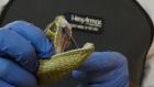 Le Kenya à la recherche d'antivenins contre le fléau des morsures de serpents