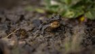 Tanzanie: une grenouille bat tous les records d'altitude sur le Kilimandjaro