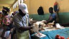 À Bangui, la pénurie de poulets profite aux éleveurs de canards