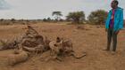 Au Kenya, des éléphants meurent mystérieusement paralysés: empoisonnement ou maladie, les experts divisés